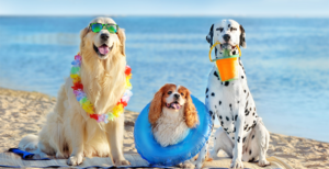 Preparing Your Pet for Their First Trip to the Beach