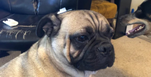 Buddy, the Mountaineering Pug