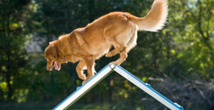 Is Your Pet an Adventurer? Learn to Recognize the Signs