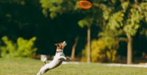 SIGNS YOUR PET IS AN ADVENTURER AND HOW TO NURTURE THAT INSTINCT