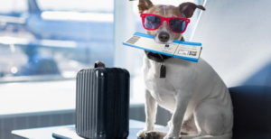 Pet Travel Guide