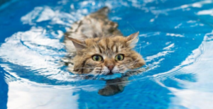 Missy, the Cat Who Lives on the High Seas