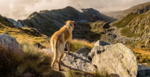 7 Adventurous Dogs to Follow on Instagram