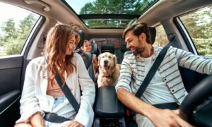 Traveling with Pets: How to Prepare Your Animal for Long Journeys