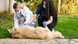 Pet First Aid: What Every Owner Should Know