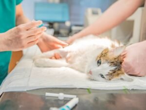 Pet Neutering: Real Benefits and Common Myths