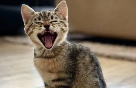 Why Does My Cat Meow So Much? Meanings by Type of Meow