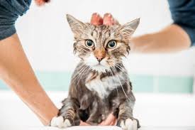 How to Bathe a Cat at Home Without Stress