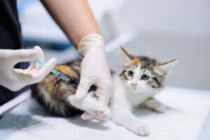 Complete Guide to Cat Neutering: Benefits and Myths