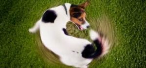 Why Do Dogs Spin Around Before Lying Down?