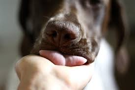 Why Does Your Dog Lick You So Much?