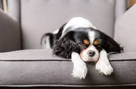 Is Your Pet Bored? Signs to Watch For