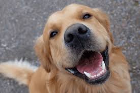 7 Signs Your Dog Is Truly Happy