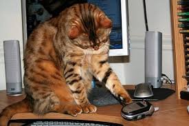 Why Do Cats Knock Things Off Tables?