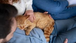 Why Does Your Cat Sleep on Top of You??