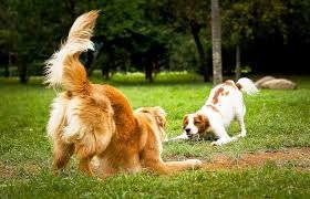 5 Signs Your Dog Wants to Play