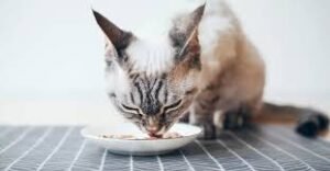 Natural Feeding for Cats: What Is Safe and What Is Not