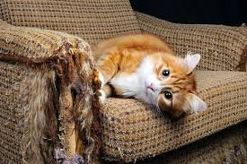 Cat Scratching Furniture: Causes and How to Solve It