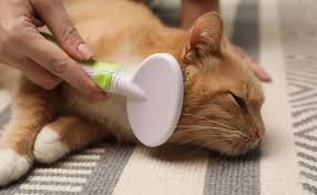 Cat Brushing Guide: Frequency, Brush Types, and Techniques