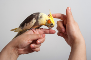 The Complete Guide to Caring for Pet Birds