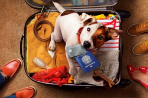 Top 10 International Pet-Friendly Destinations