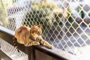 Essential Care for Cats Living in Apartments
