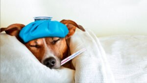 Common Diseases in Dogs and How to Prevent Them